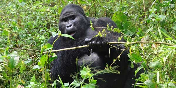 How to Get a Uganda Gorilla Trekking Permit