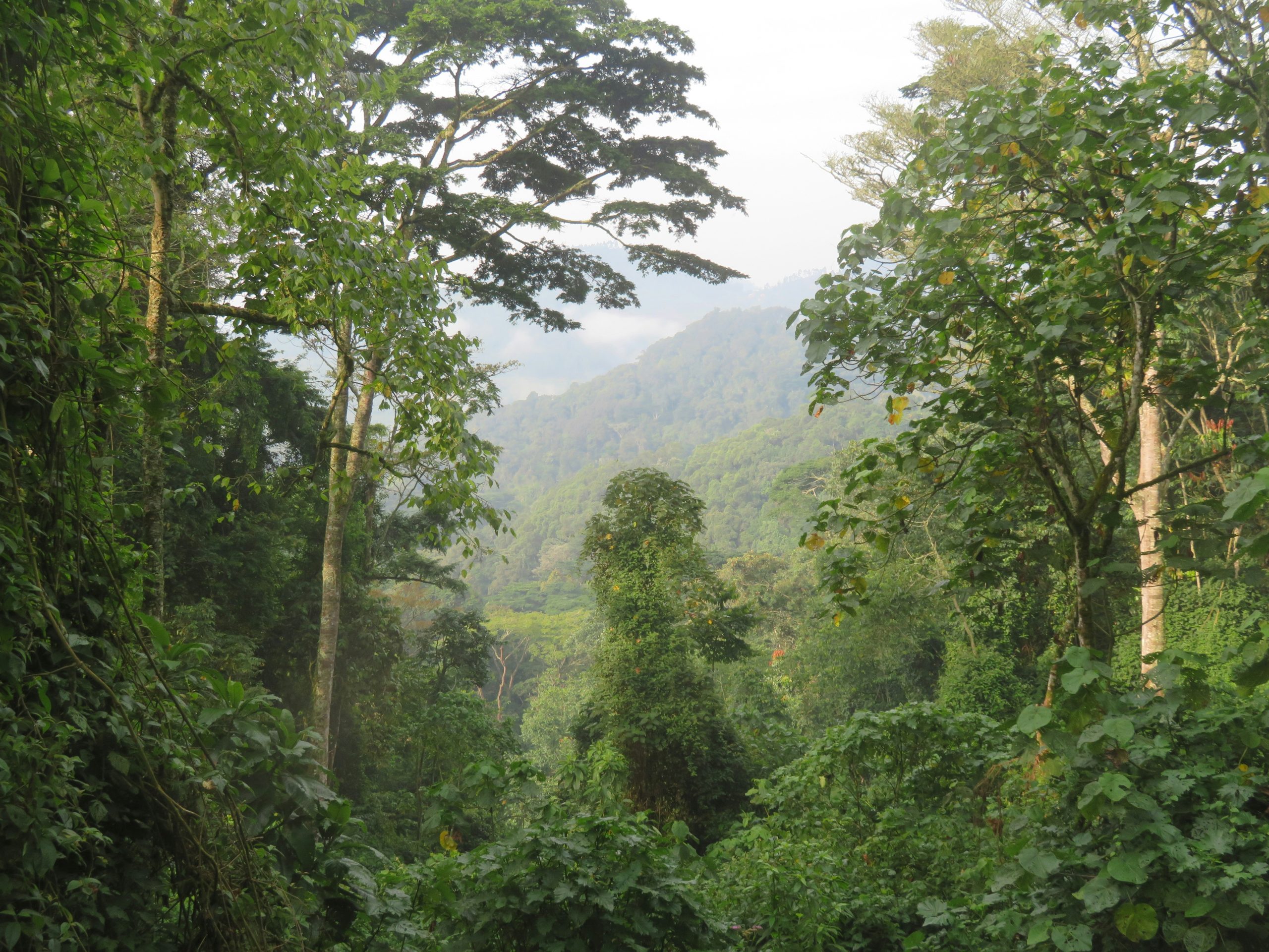 Private Charter Flights from Kigali to Bwindi