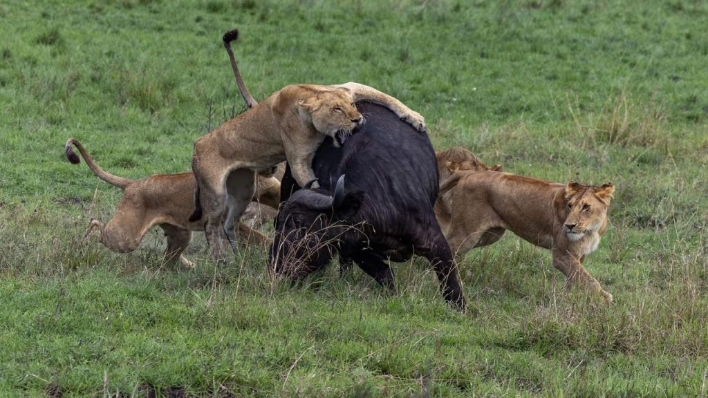 Akagera National Park Big Five Safari: Rwanda’s Premier Wildlife Experience