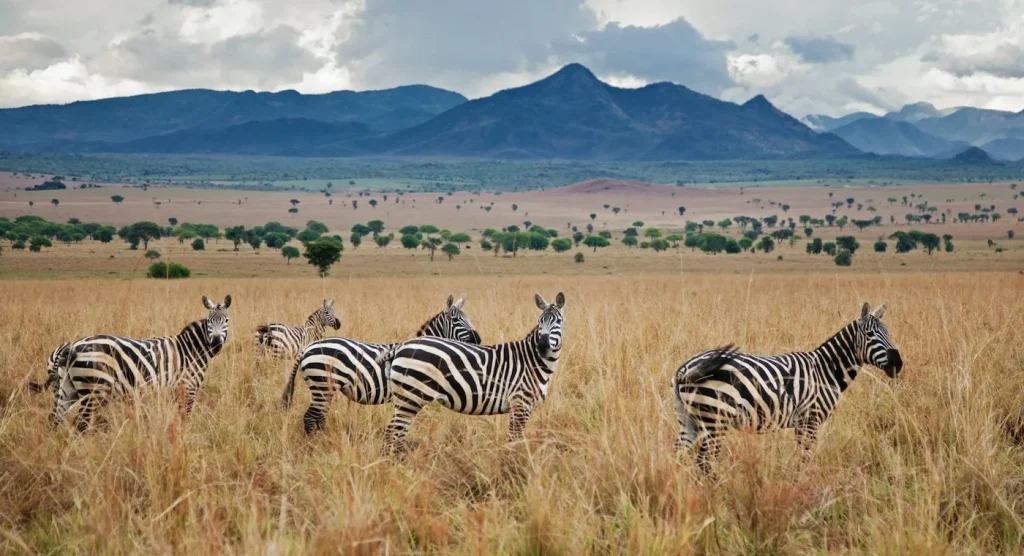 Short Tanzania Safaris