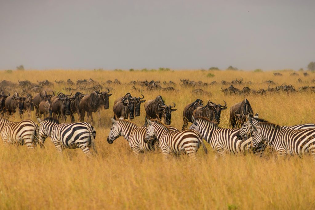 Kenya Wildlife Safari Packages.
