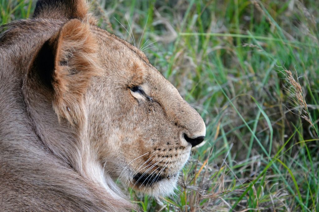 3-Day Masai Mara Safari from Nairobi
