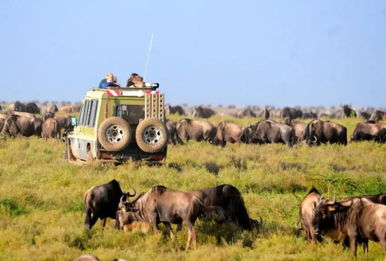 Kenya Masai Mara & Uganda Gorilla Habituation Safari.