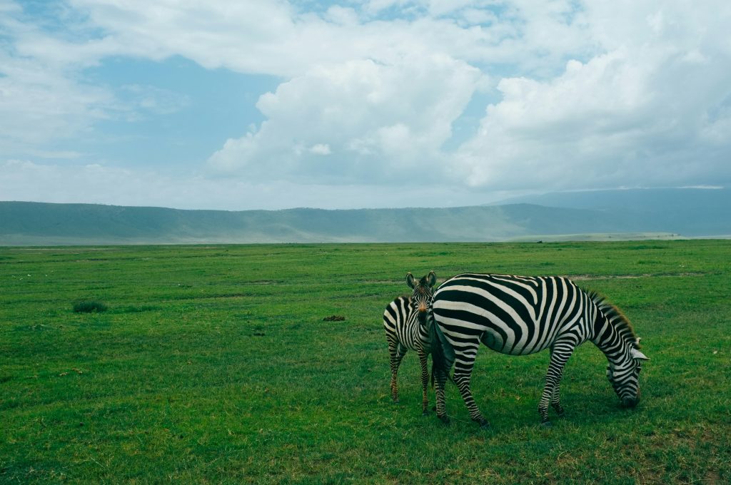 Tanzania Nature Walks in Serengeti National Park.