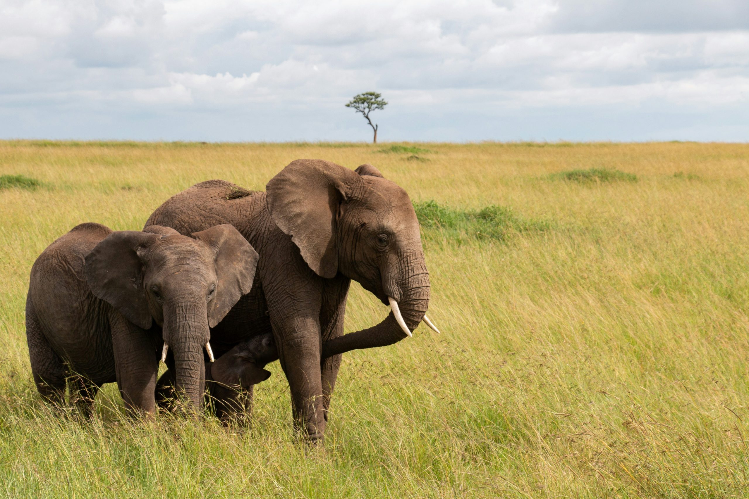 Akagera National Park