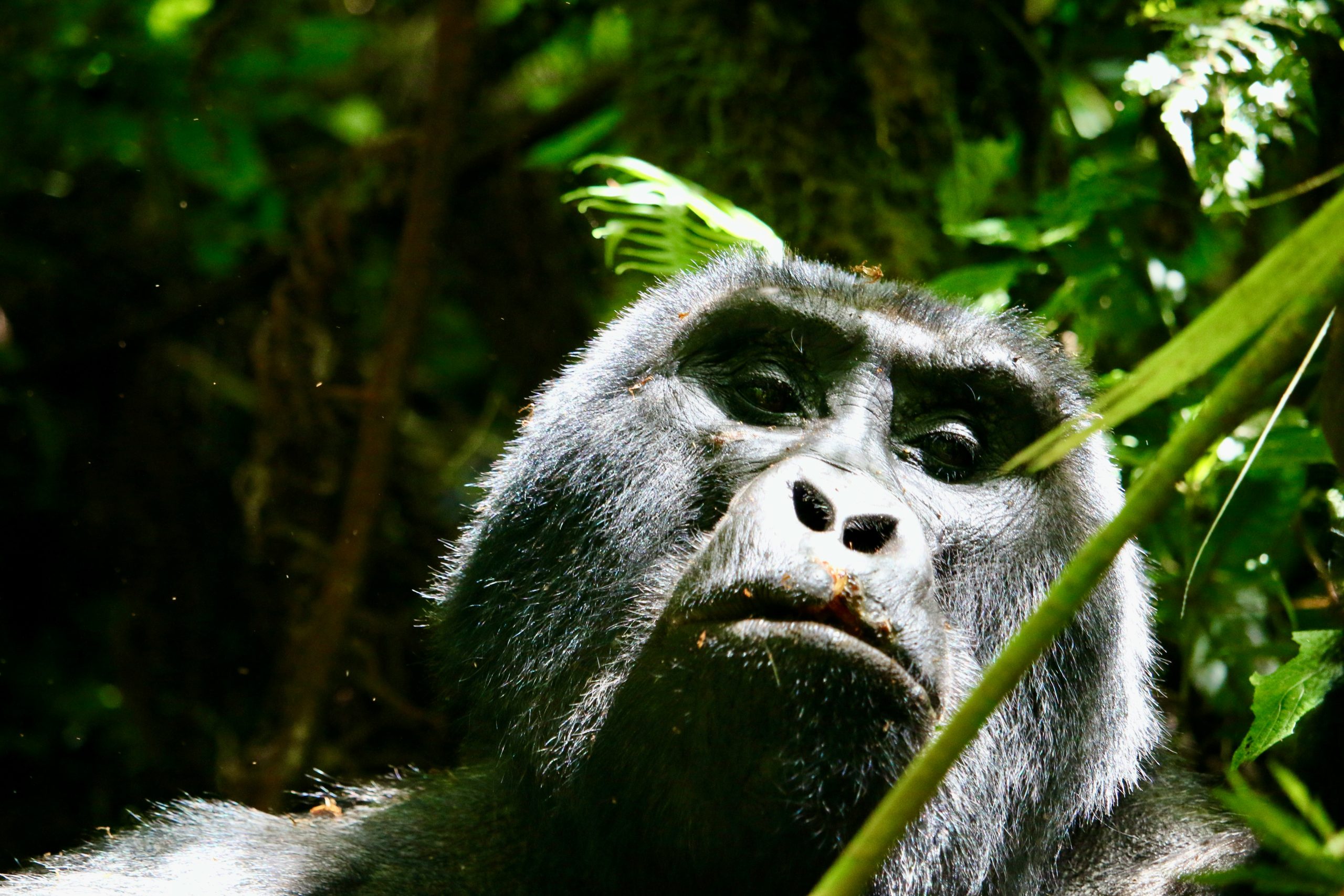 Uganda Gorilla Safaris & Gorilla Trekking Tours