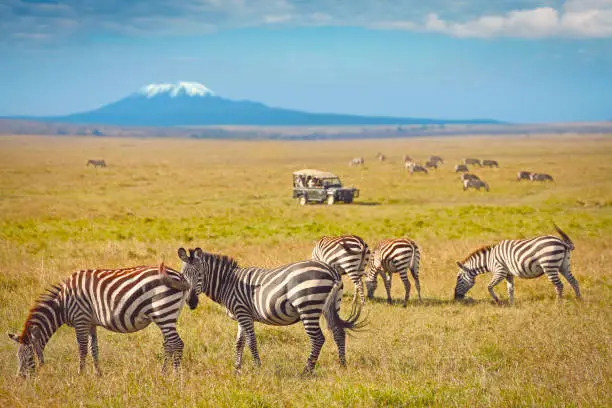 Wildlife Viewing in Mount Kilimanjaro National Park