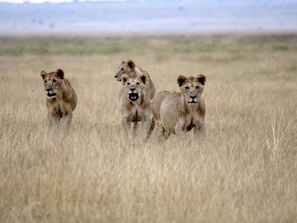 15-Day Uganda, Kenya & Tanzania Ultimate Safari (2026-2030 Expert Guide)
